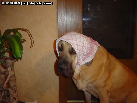 Fila Brasileiro Hunde Foto 22245 in höherer Auflösung ansehen Fila Brasileiro Hugo aus Sachsen Anhalt