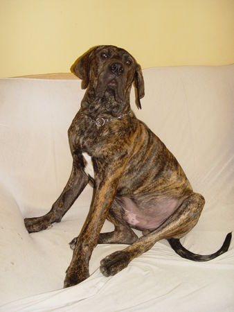 Fila Brasileiro das ist cairo mit 6 monaten eine baby kuh