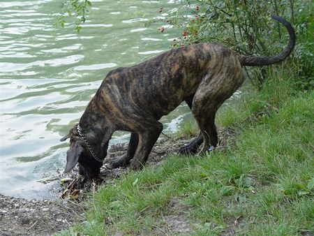 Fila Brasileiro cairo ist jetzt 9 monate alt und ein coller boy.ggg