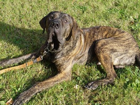 Fila Brasileiro cairo mit  12 monaten