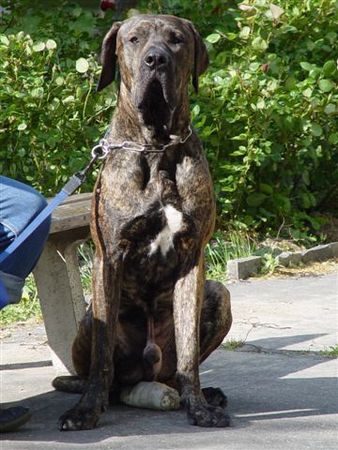 Fila Brasileiro cairo