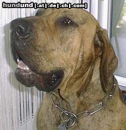 Fila Brasileiro Hunde Foto 8475 Fila Brasileiro 3 Jahre alt