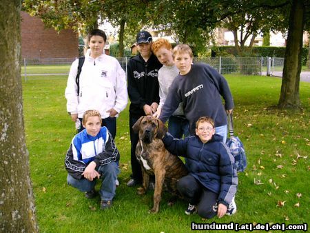 Fila Brasileiro Hunde Foto 25570 in höherer Auflösung ansehen Fila Brasileiro Gringo, der Schulhund