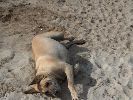 Fila Brasileiro Simba am Strand 2