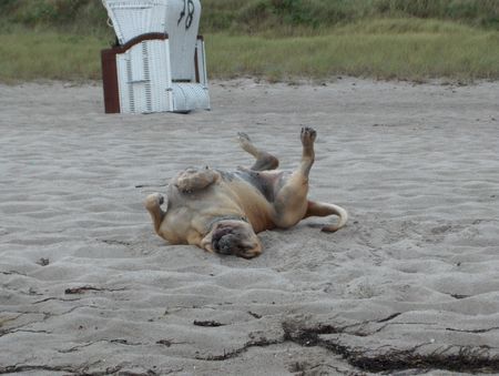 Fila Brasileiro Simba am Strand 1