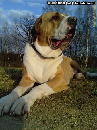 Fila Brasileiro Baxter