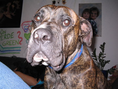 Fila Brasileiro Hunde Foto 27668 in höherer Auflösung ansehen Fila Brasileiro Astor der Grosse