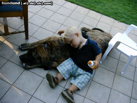 Fila Brasileiro Hunde Foto 21248 Fila Brasileiro Beste Freunde!