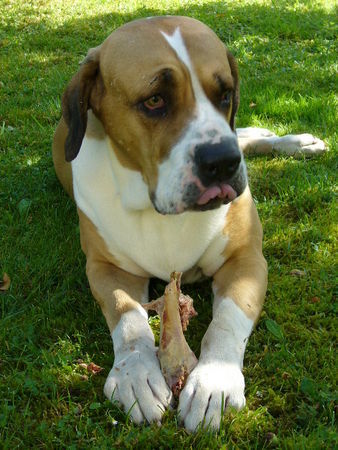 Fila Brasileiro