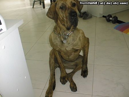 Fila Brasileiro Hunde Foto 8505 Fila Brasileiro