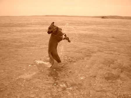 Fila Brasileiro jessy in kroatien