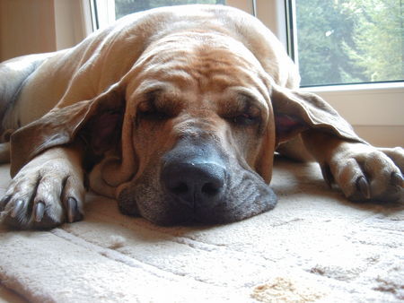 Fila Brasileiro Simba bei seiner Siesta