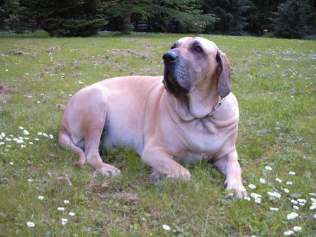 Fila Brasileiro Hunde Foto 33351 Fila Brasileiro Simba im Garten