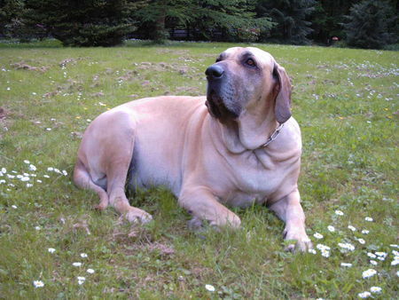 Fila Brasileiro Simba im Garten