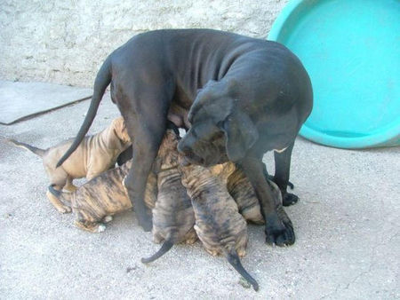 Fila Brasileiro Hunde Foto 30874 in höherer Auflösung ansehen Fila Brasileiro Endira Adriana 3 Jahre alt mit ihren Babies,