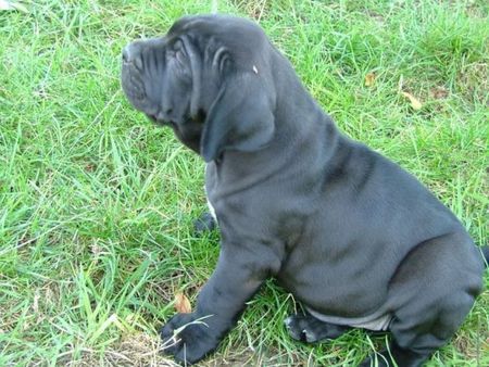 Fila Brasileiro Hunde Foto 30875 in höherer Auflösung ansehen Fila Brasileiro Abarcar Of Fazenda dos Amigos da Vida, 6 Wochen alt, ein grosses Baby