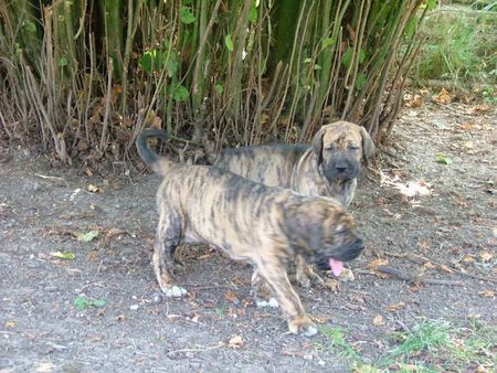 Fila Brasileiro Hunde Foto 30876 in höherer Auflösung ansehen Fila Brasileiro Africano und Algazarra Of Fazenda dos Amigos da Vida, 7 Wochen alt,