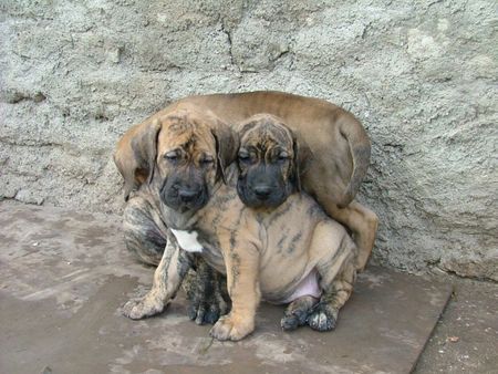 Fila Brasileiro Hunde Foto 30878 in höherer Auflösung ansehen Fila Brasileiro Africano, Aretuza und Afilado Of Fazenda dos Amigos da Vida, 8 Wochen alt,