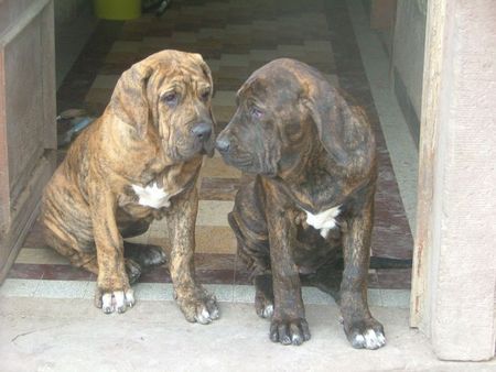 Fila Brasileiro Hunde Foto 30879 Fila Brasileiro Abia und Azure 2.5 Monate alt,