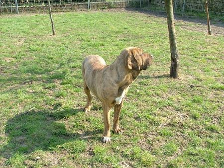 Fila Brasileiro Hunde Foto 30880 in höherer Auflösung ansehen Fila Brasileiro Abia 1 Jahr alt,