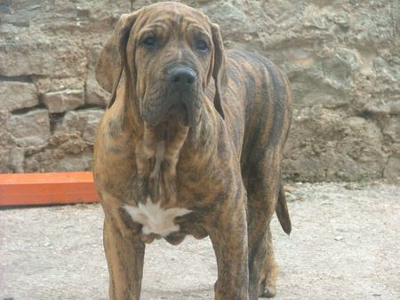 Fila Brasileiro Hunde Foto 30881 in höherer Auflösung ansehen Fila Brasileiro Abia 5 Monate alt,
