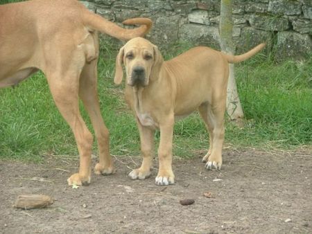 Fila Brasileiro Hunde Foto 30867 in höherer Auflösung ansehen Fila Brasileiro Astelle Of Fazendados Amigos da Vida, 3 Monate alt