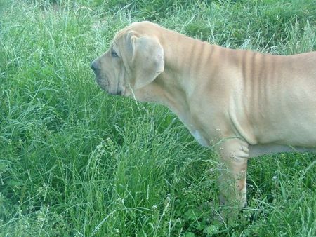 Fila Brasileiro Hunde Foto 30868 in höherer Auflösung ansehen Fila Brasileiro Astelle Of Fazendados Amigos da Vida, 4 Monate alt