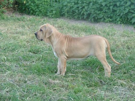 Fila Brasileiro Hunde Foto 30869 in höherer Auflösung ansehen Fila Brasileiro Astelle Of Fazenda dos Amigos da Vida, 4 Monate alt