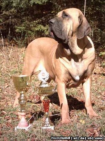 Fila Brasileiro Hunde Foto 9021 Fila Brasileiro Our female Aura - double European winner
