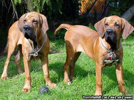Fila Brasileiro Hunde Foto 20664 in höherer Auflösung ansehen Fila Brasileiro www.derfila.de - Ciano und Cidonia 5 Monate alt