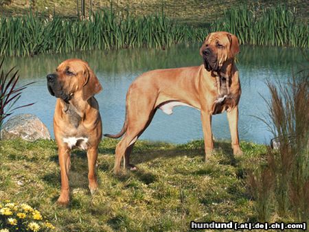 Fila Brasileiro Hunde Foto 20657 in höherer Auflösung ansehen Fila Brasileiro www.derfila.de - Ciano und Cidonia