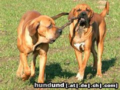 Fila Brasileiro Hunde Foto 20359 in höherer Auflösung ansehen Fila Brasileiro www.derfila.de - Ciano und Cidonia