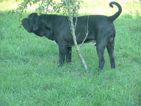 Fila Brasileiro Hunde Foto 30889 in höherer Auflösung ansehen Fila Brasileiro Fabricio, 16 Monate alt, ein Panzer