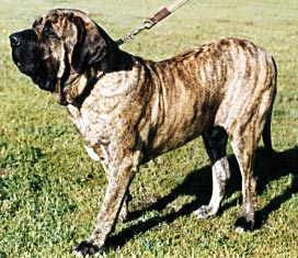 Fila Brasileiro Hunde Foto 87 Fila Brasileiro