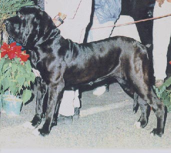 Fila Brasileiro Hunde Foto 90 Fila Brasileiro