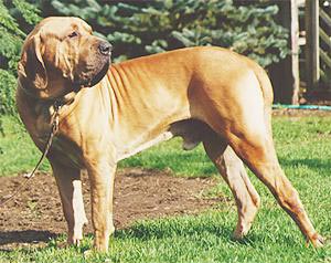 Fila Brasileiro Hunde Foto 62 Fila Brasileiro