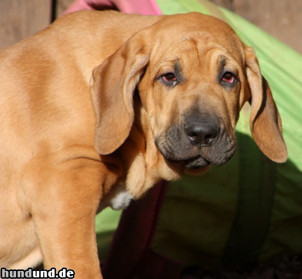 Fila Brasileiro Estrella vom Eifelgrund