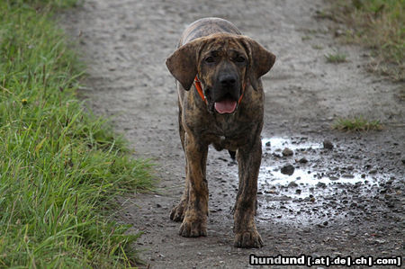 Fila Brasileiro Secontje