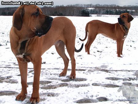 Fila Brasileiro Hunde Foto 20658 in höherer Auflösung ansehen Fila Brasileiro www.derfila.de - Ciano und Cidonia