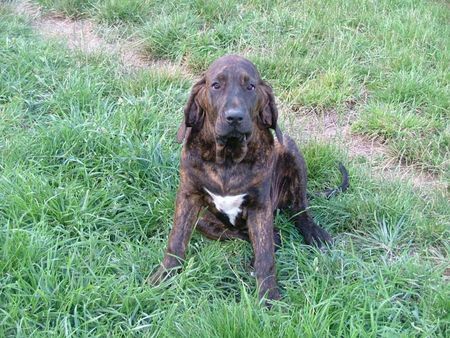Fila Brasileiro Hunde Foto 30883 in höherer Auflösung ansehen Fila Brasileiro Azure 7 Monate alt