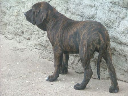 Fila Brasileiro Hunde Foto 30884 in höherer Auflösung ansehen Fila Brasileiro Azure 5 Monate alt
