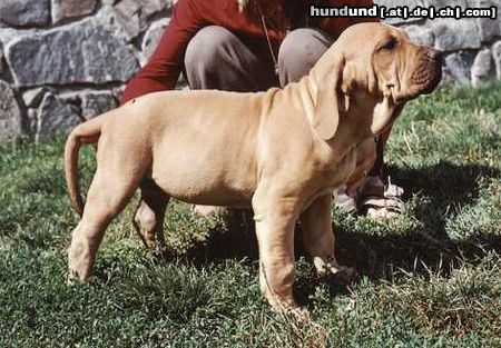 Fila Brasileiro Hunde Foto 14231 Fila Brasileiro New pupies were born to our Amendoa do Rafirez and Intch Jeff Chvaterub.rokle-Champion HU,CZ,SK,AU,PL,European winer.HD A