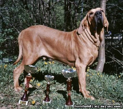 Fila Brasileiro Hunde Foto 11147 Fila Brasileiro Unser Hund Jeff-INTCH,European winner,CHCZ,CHSK,CHH,CHPL,CHA