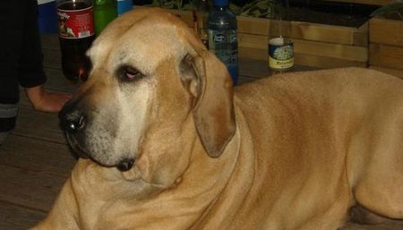 Fila Brasileiro conchita dos cacharros seroz 8 1/2 Jahre