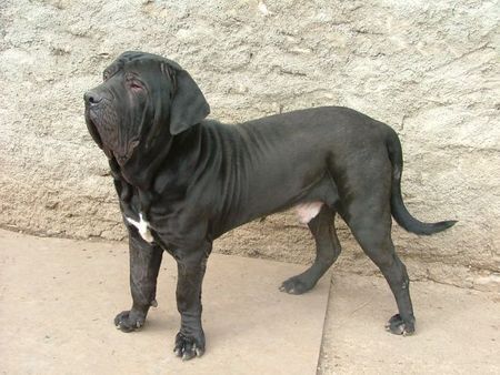 Fila Brasileiro Hunde Foto 30871 in höherer Auflösung ansehen Fila Brasileiro Manolito do Sertao 1 Jahralt,