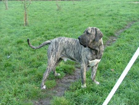 Fila Brasileiro Mathew Straznicky raj, 3 Jahre alt