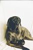 Fila Brasileiro Foto: Beatriche Morena (ID 8922) Fila Brasileiro Hund