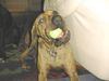 Fila Brasileiro Foto: 3 Jahre alt (ID 8474) Fila Brasileiro Hund