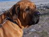 Fila Brasileiro Foto: Unser Hund Carlos an der Ostsee ! (ID 8651) Fila Brasileiro Hund