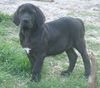 Fila Brasileiro Hund